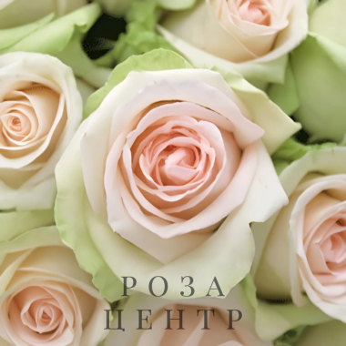 Роза Ла Перла (La Perla) Эквадор