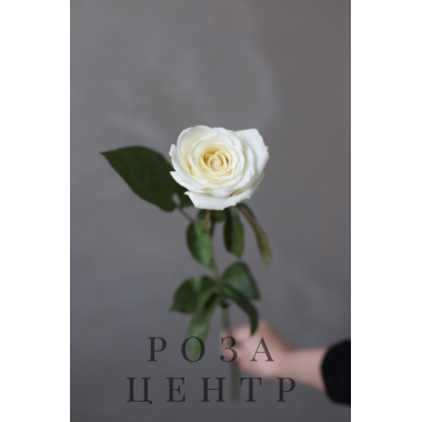 Роза сорта “Плайя Бланка” (Россия)