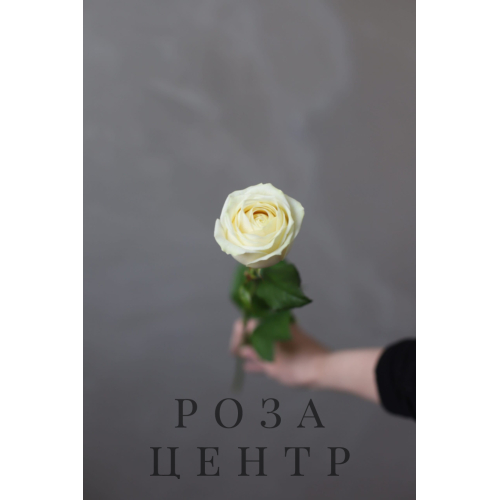 Роза сорта “Вайт Сода” (Россия) Роза сорта “Вайт Сода” (Россия)