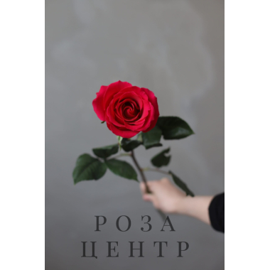 Роза сорта “Эксплорер” (Эквадор)